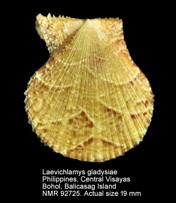Laevichlamys gladysiae (5).jpg - Laevichlamys gladysiae (Melvill,1888)